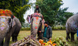 Elephants participate in the Elephant Picnic during the Elephant Festival in Sauraha, Chit...