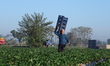 Farmers harvest strawberries in Al-Deir village, Qalyubia Governorate, Egypt, on December...
