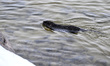 A nutria swims near the shore of Khortytsia Island in winter in Zaporizhzhia, Ukraine, on...