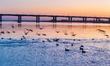 Migratory birds roost and feed on the mudflat of the Yellow River in Yinchuan, Ningxia, Ch...