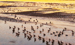 Migratory birds roost and feed on the mudflat of the Yellow River in Yinchuan, Ningxia, Ch...