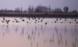 Migratory birds roost and feed on the mudflat of the Yellow River in Yinchuan, Ningxia, Ch...