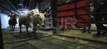 Gallery cover photo: PBR Monster Energy Buck Off New York City