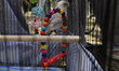 Animals are rescued from a building damaged by a gas explosion in Paseos de Taxquena, Mexi...