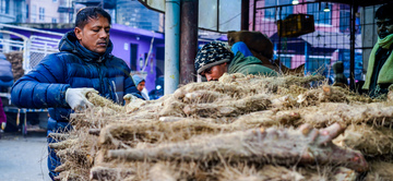 Gallery cover photo: Preparations For The Maghe Sankranti Festival In Kathmandu, Nepal.