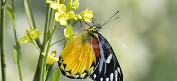 Gallery cover photo: Daily Life In India