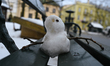 KRAKOW, POLAND – JANUARY 15:A miniature snowman is seen on a public bench as snow melts i...