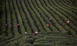 In Xian of Mingshan, Sichuan Province, China, on April 13, 2025, a group of women harvests...