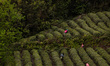 In Xian of Mingshan, Sichuan Province, China, on April 13, 2025, a group of women harvests...