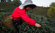 In Xian of Mingshan, Sichuan Province, China, on April 13, 2025, a woman harvests young te...