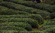 In Xian of Mingshan, Sichuan Province, China, on April 13, 2025, a man harvests young tea...