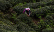 In Xian of Mingshan, Sichuan Province, China, on April 13, 2025, a woman harvests young te...