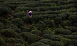 In Xian of Mingshan, Sichuan Province, China, on April 13, 2025, a woman harvests young te...