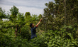 In Shifuo, Sichuan Province, China, on April 16, 2025, Chen Ying picks kumquats in her orc...