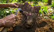 Dioscorea bulbifera, commonly known as air potato, is a type of yam from the Dioscorea gen...