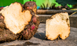 Dioscorea bulbifera, commonly known as air potato, is a type of yam from the Dioscorea gen...