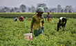 Farmers collect freshly harvested tomatoes at a farm in Nagaon district, Assam, India, on...