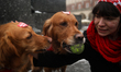 Golden retrievers collect donations on the Main Square during the 34th Finale of the Great...