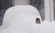 A sparrow perches atop a mound of snow during a snowstorm in Toronto, Ontario, Canada, on...