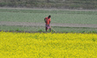 A worker is in a mustard field in Nagaon District, Assam, India, on February 1, 2026. 