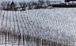 In Langhe, Piedmont, Italy, on February 3, 2026, a panorama of snow-covered vineyards appe...