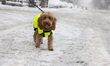 A dog goes for a walk as blizzard conditions persist for a second day in New York City, Un...