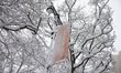 Heavy snow coats tree branches on the Upper West Side of Manhattan as blizzard conditions...