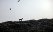 A fire burns for several days at the country's largest waste landfill in Matuail, operated...