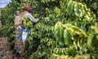 A woman picks ripe cherries of coffee at the plantation of Mubuyu Farm, Zambia. This metho...