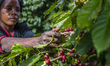 A woman picks ripe cherries of coffee at the plantation of Mubuyu Farm, Zambia. This metho...