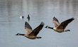 A pair of Canada Geese take to flight at the Fernald Nature Preserve near Ross, Ohio, on M...