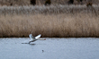 A mute swan takes to flight at the Fernald Nature Preserve near Ross, Ohio, on March 10, 2...