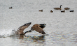 A pair of Canada geese fight at the Fernald Nature Preserve near Ross, Ohio, on March 10,...
