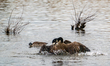 A pair of Canada geese fight at the Fernald Nature Preserve near Ross, Ohio, on March 10,...