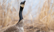 A Canada goose loses a fight with another goose at the Fernald Nature Preserve near Ross,...