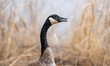 A Canada goose loses a fight with another goose at the Fernald Nature Preserve near Ross,...