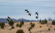 Greater White-fronted geese are seen in flight at the Fernald Nature Preserve near Ross, O...