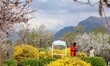 Visitors walk near the blooming almond tree at the Badamwari Garden in downtown Srinagar,...