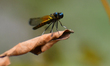 A damselfly (Nehalennia) rests on a leaf in Nagaon District, Assam, India, on March 12, 20...