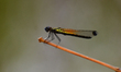 A damselfly (Nehalennia) rests on a leaf in Nagaon District, Assam, India, on March 12, 20...