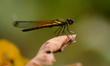 A damselfly (Nehalennia) rests on a leaf in Nagaon District, Assam, India, on March 12, 20...