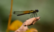 A damselfly (Nehalennia) rests on a leaf in Nagaon District, Assam, India, on March 12, 20...