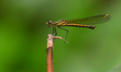 A damselfly (Nehalennia) rests on a leaf in Nagaon District, Assam, India, on March 12, 20...