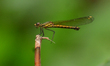 A damselfly (Nehalennia) rests on a leaf in Nagaon District, Assam, India, on March 12, 20...