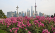 SHANGHAI, CHINA - MARCH 8: 
 Flowers bloom in the foreground with the Shanghai skyline, f...