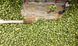 An aerial view shows the massive watermelon harvest being unloaded at a bustling river por...