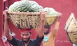 A porter hauls a massive load of watermelons through the morning heat in Dhaka. 