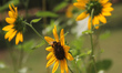A honey bee arrives at the nectar of a sunflower to suck honey at the Odisha University of...
