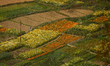 Flowers grow on a farm in Ichangu on the outskirts of Kathmandu Valley, Nepal, on March 14...