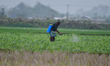 A farmer sprays pesticide in a watermelon field in Nagaon District, Assam, India, on March...